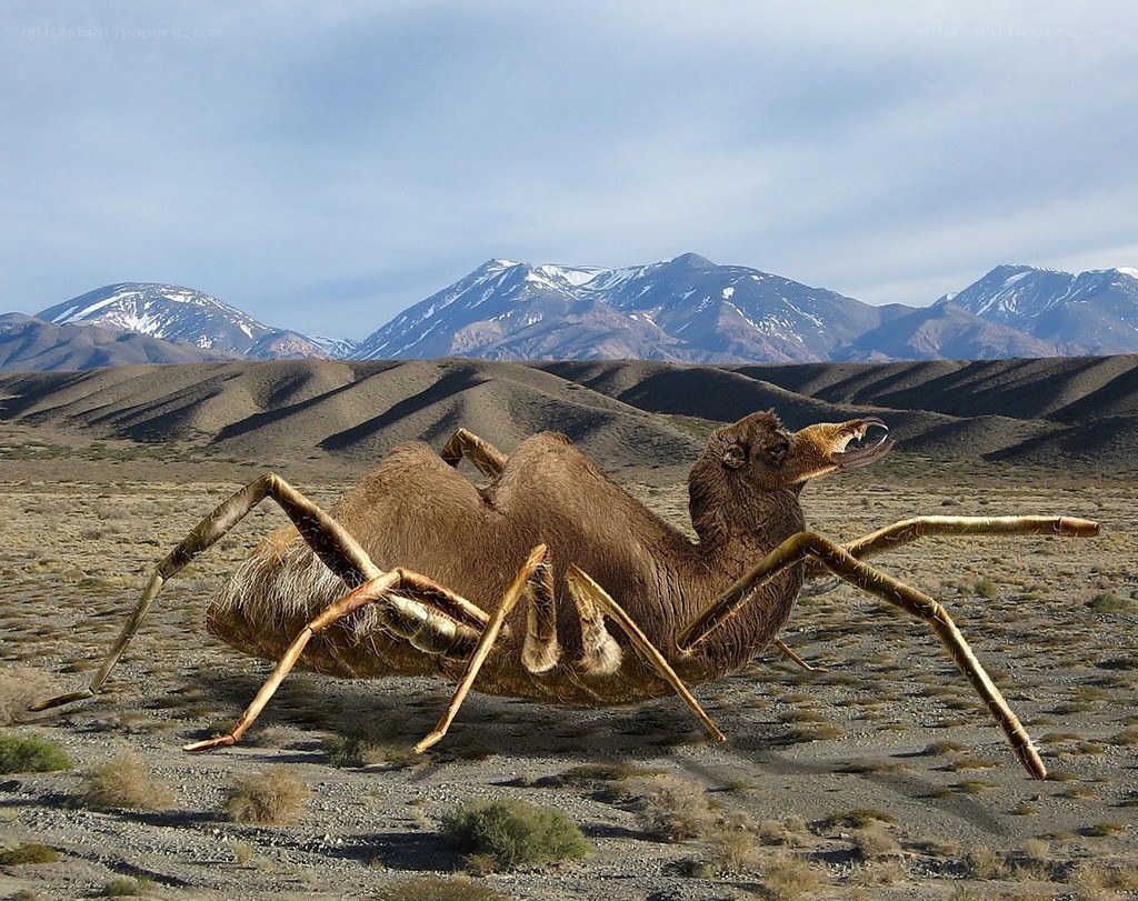 giant spider camel hybrid