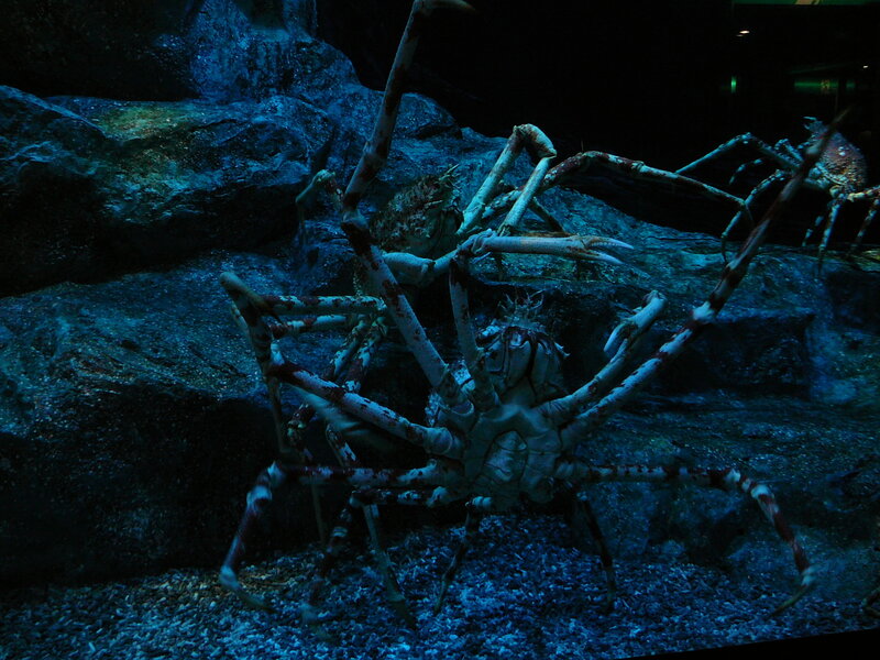 giant spider crabs in aquarium