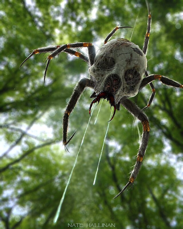 Giant Spider with Web