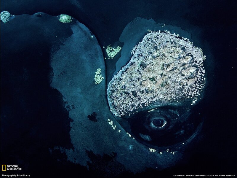 Giant squid eye in deep sea