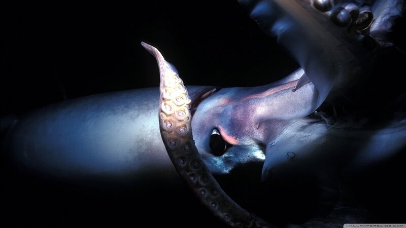 Giant Squid in Dark Water
