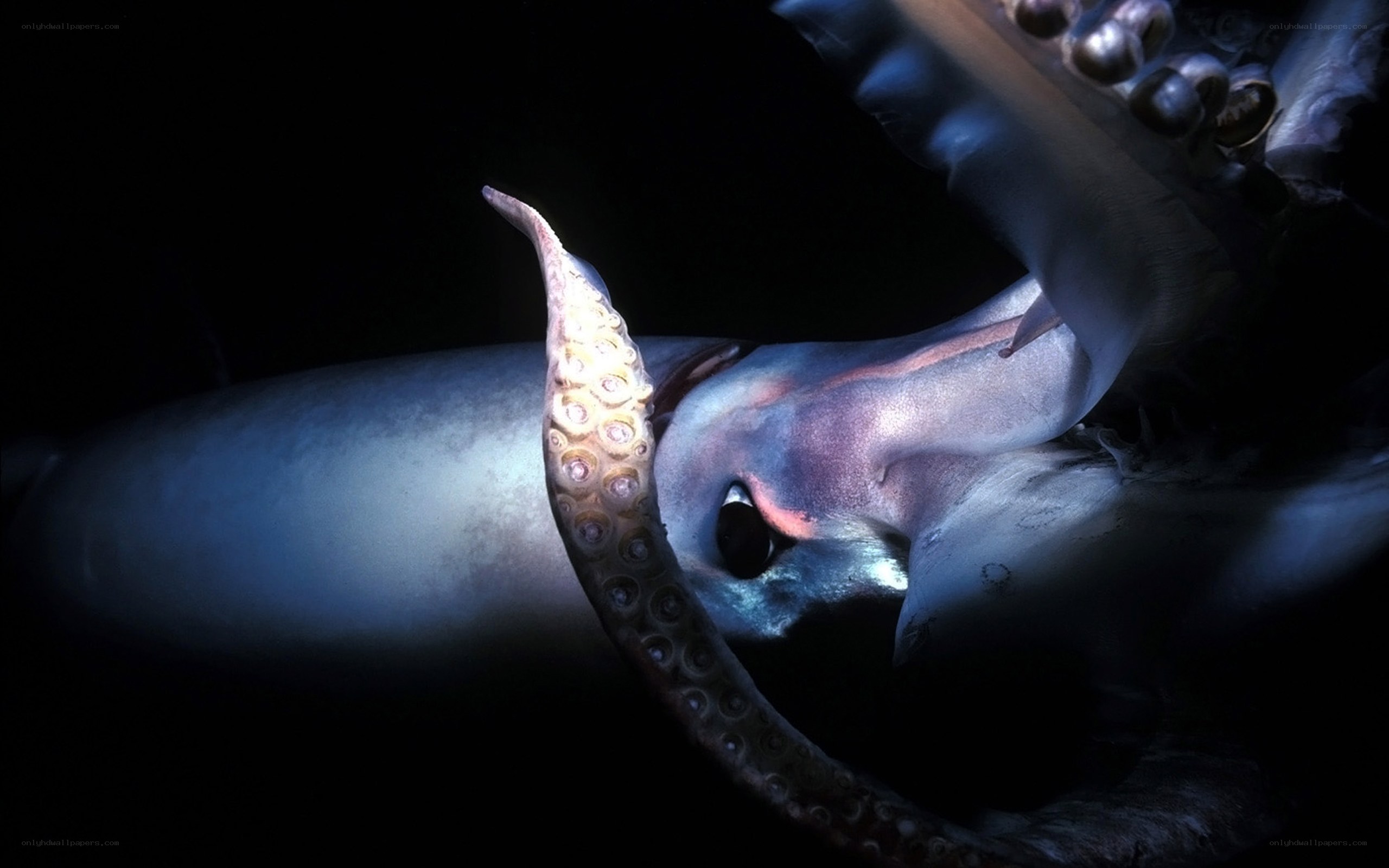 Giant squid in deep sea
