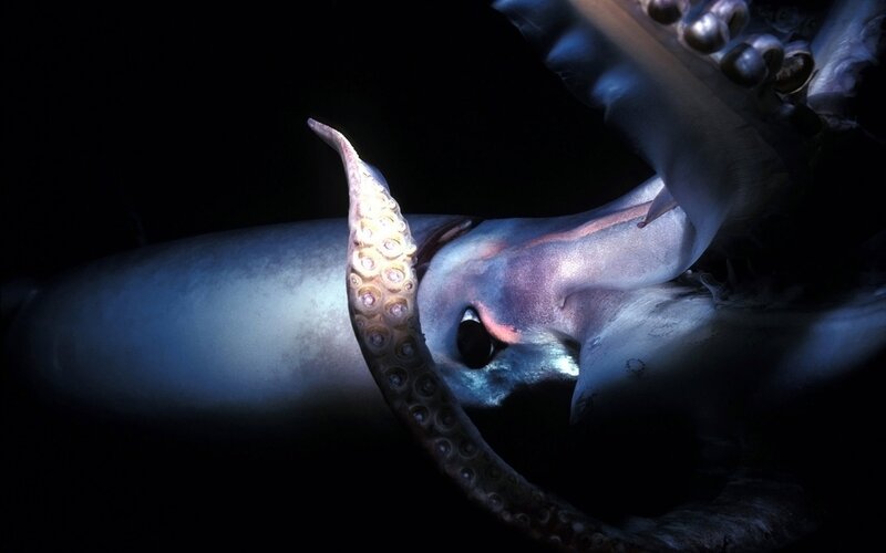 Giant Squid in Deep Sea — Black