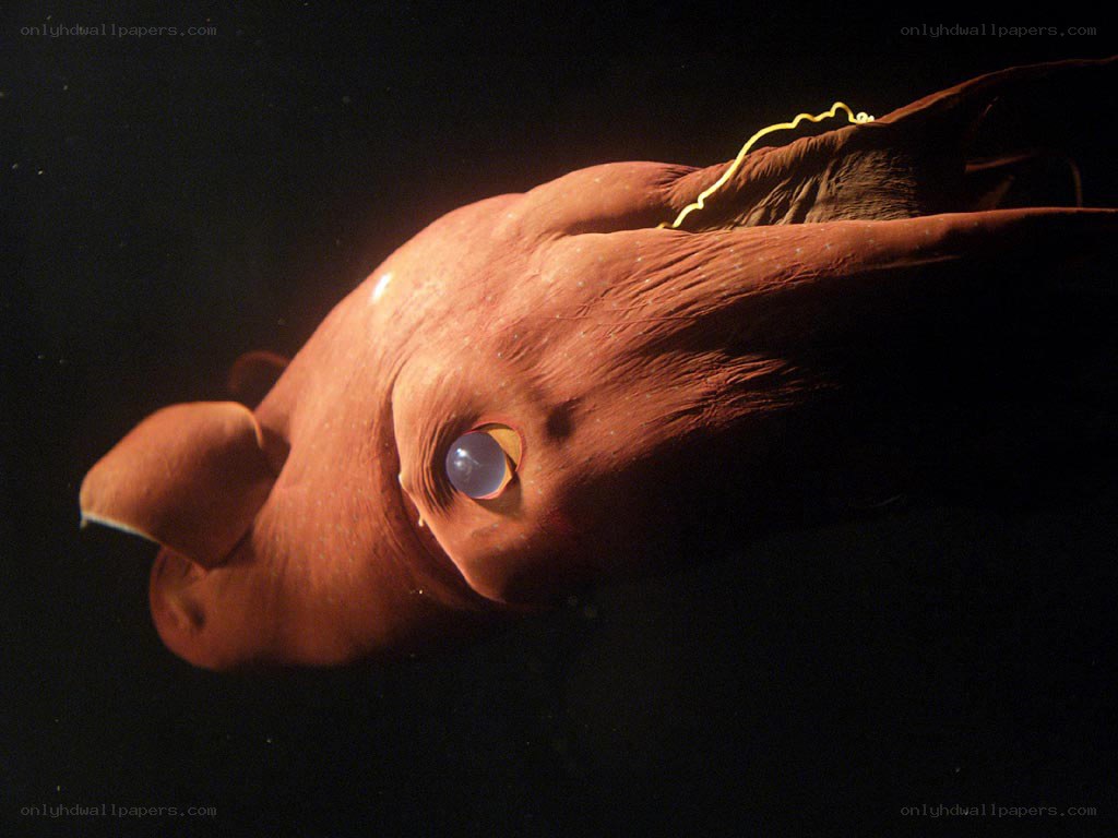 Giant squid in deep sea