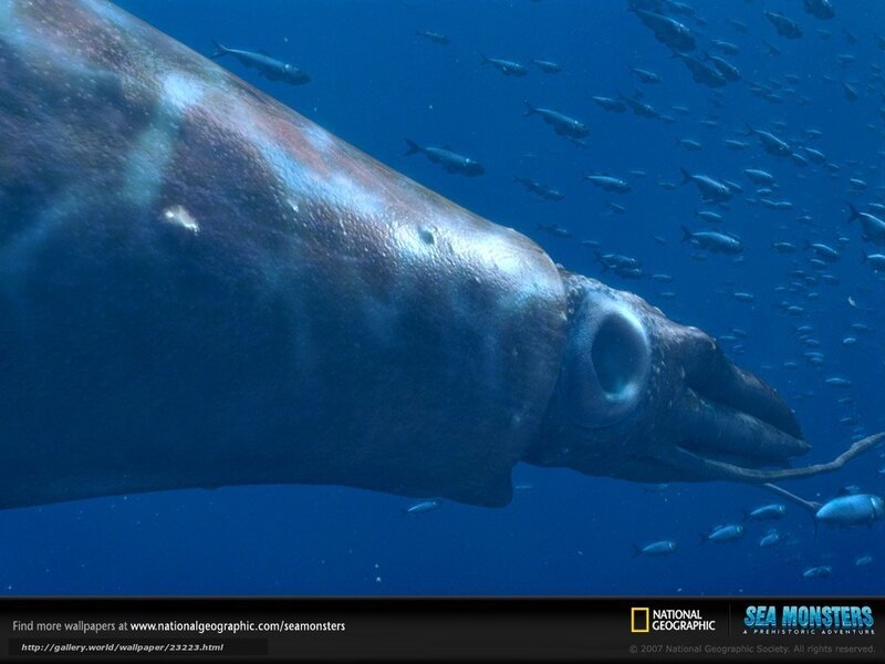 giant squid in ocean