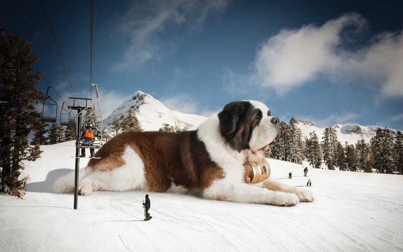 Giant St Bernard Dog