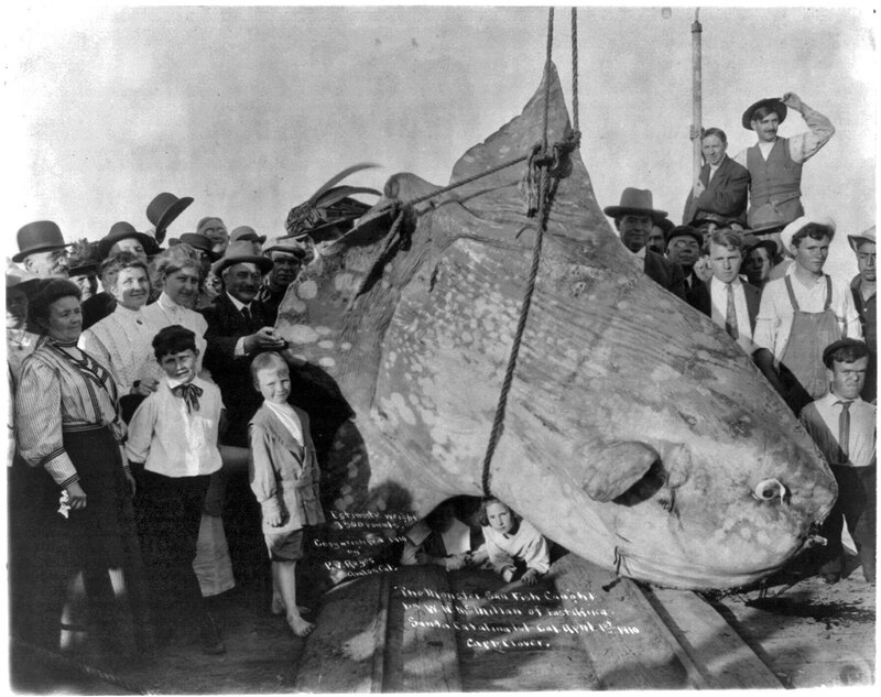 Giant Sunfish