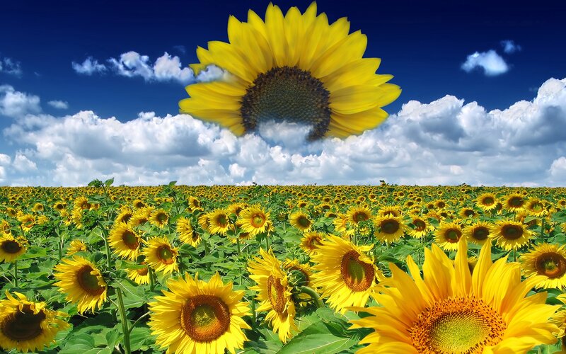 Giant Sunflower in Field