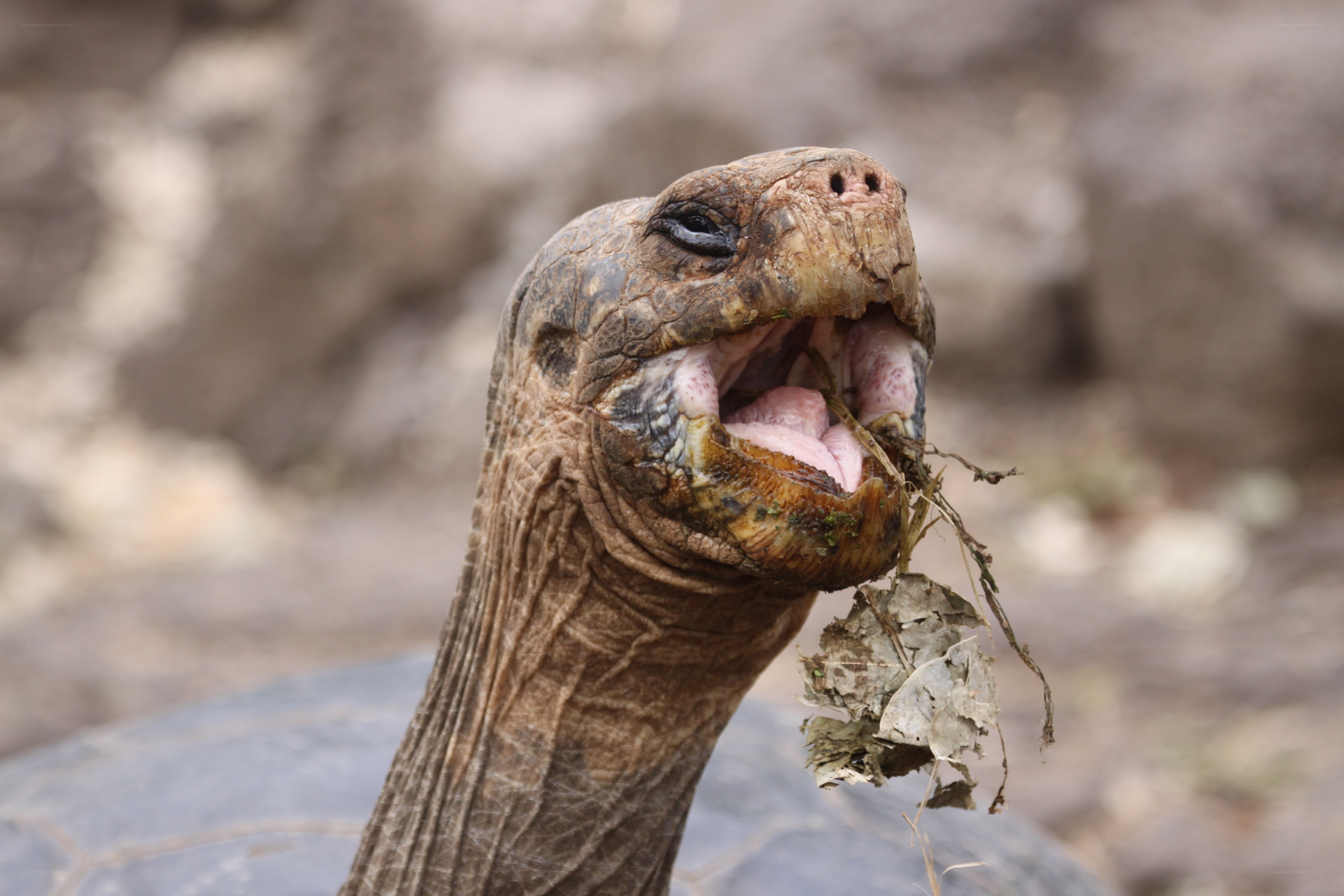 giant tortoise eating plant
