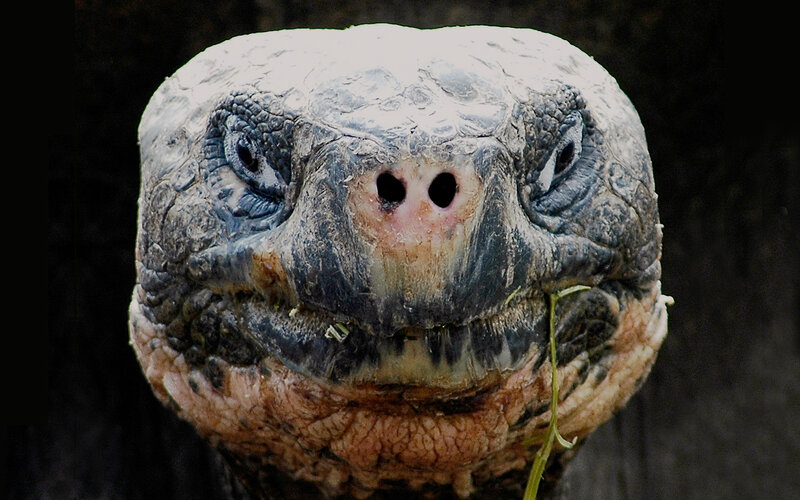 Giant Tortoise Head — Gray, Neutral