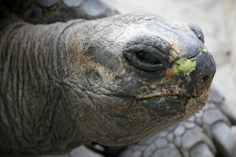 Giant Tortoise Head — Gray