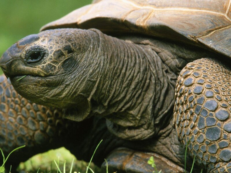 Giant Tortoise Head