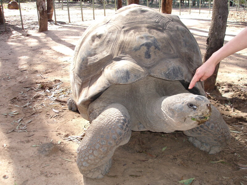 giant tortoise in enclosure