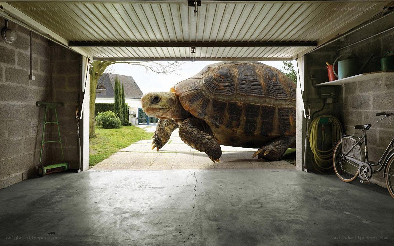 giant tortoise in garage