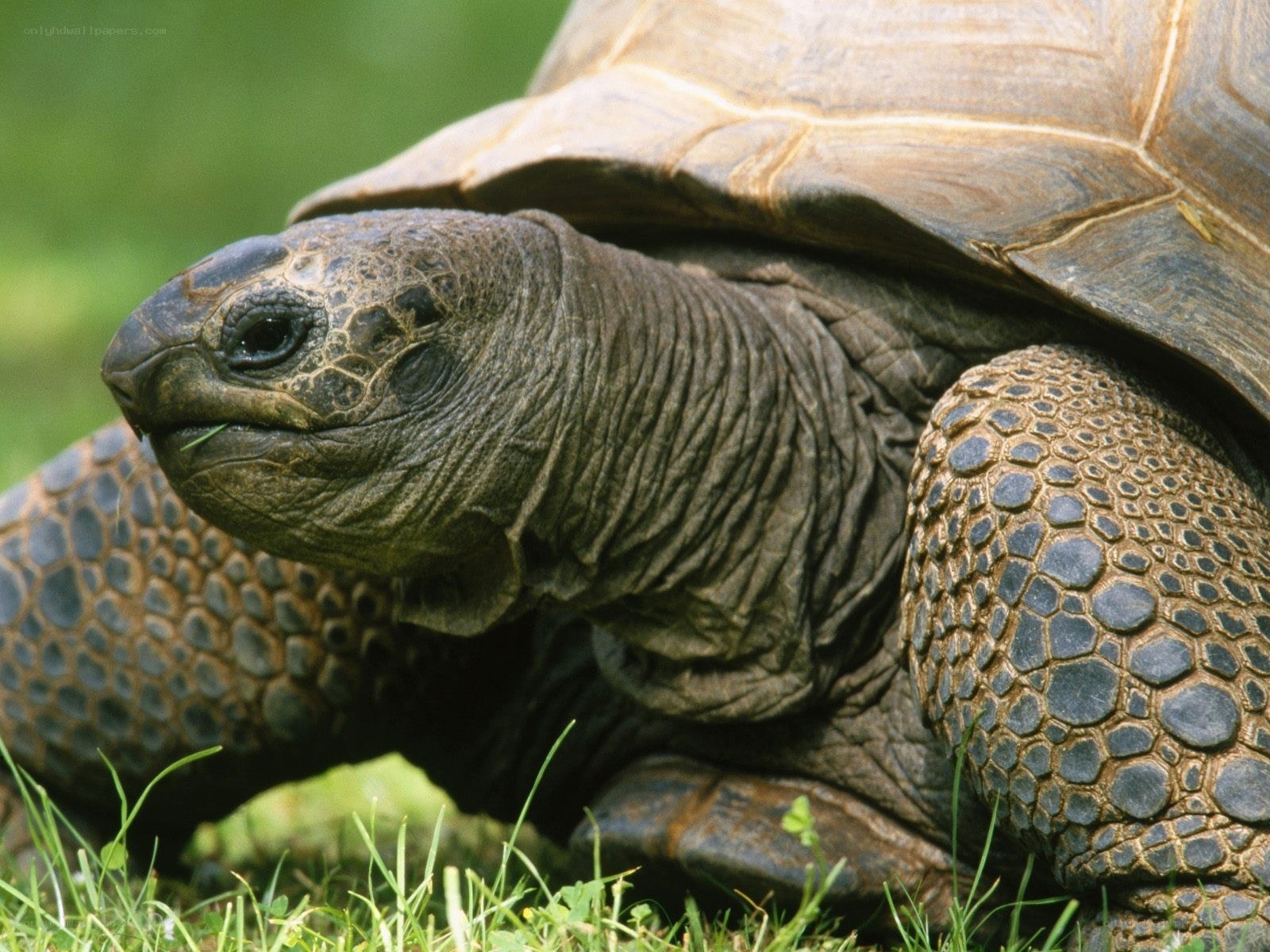 giant tortoise in grass