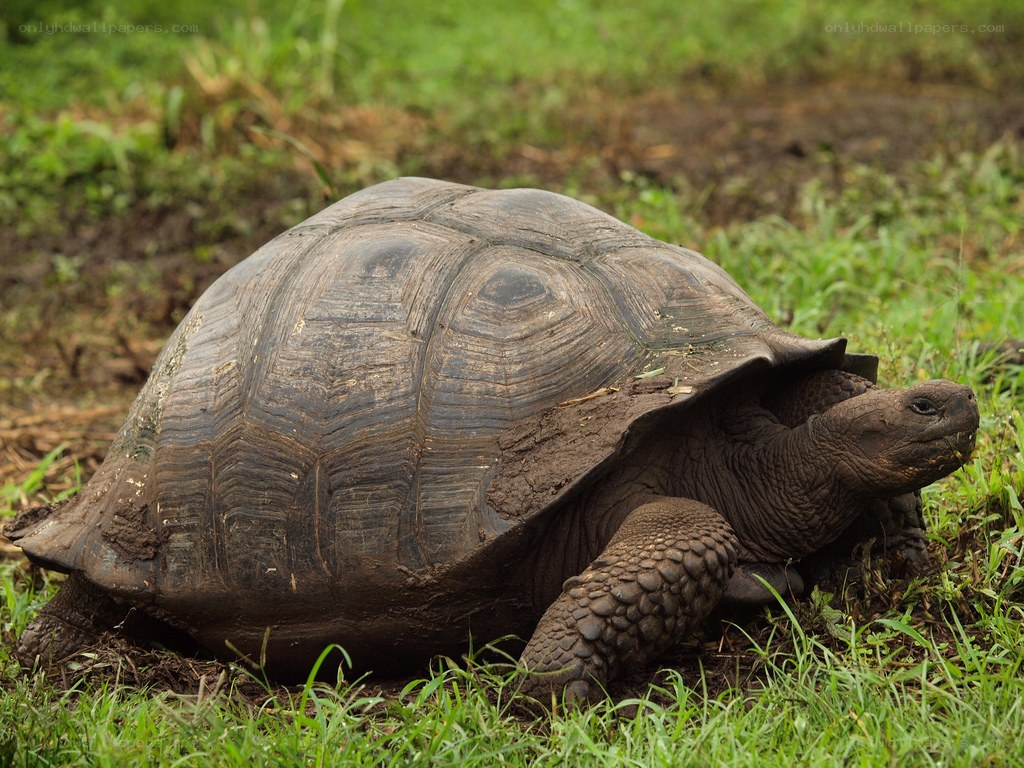 giant tortoise in grass