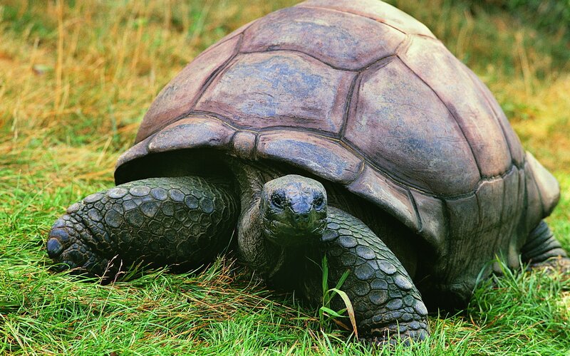 giant tortoise in grass