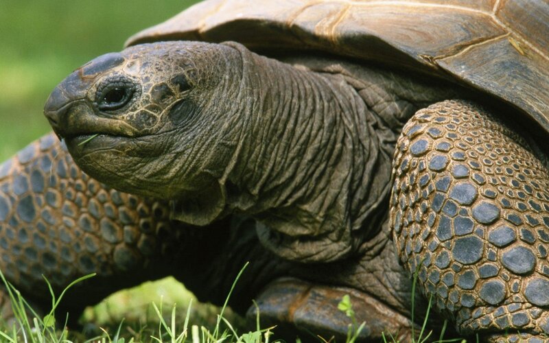Giant Tortoise in Grass — Green, Calm, Afternoon
