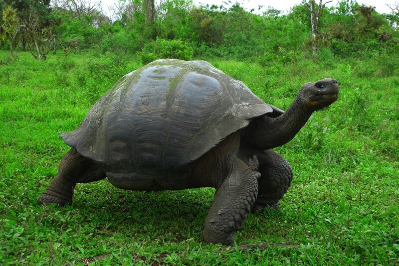 giant tortoise in grassy field
