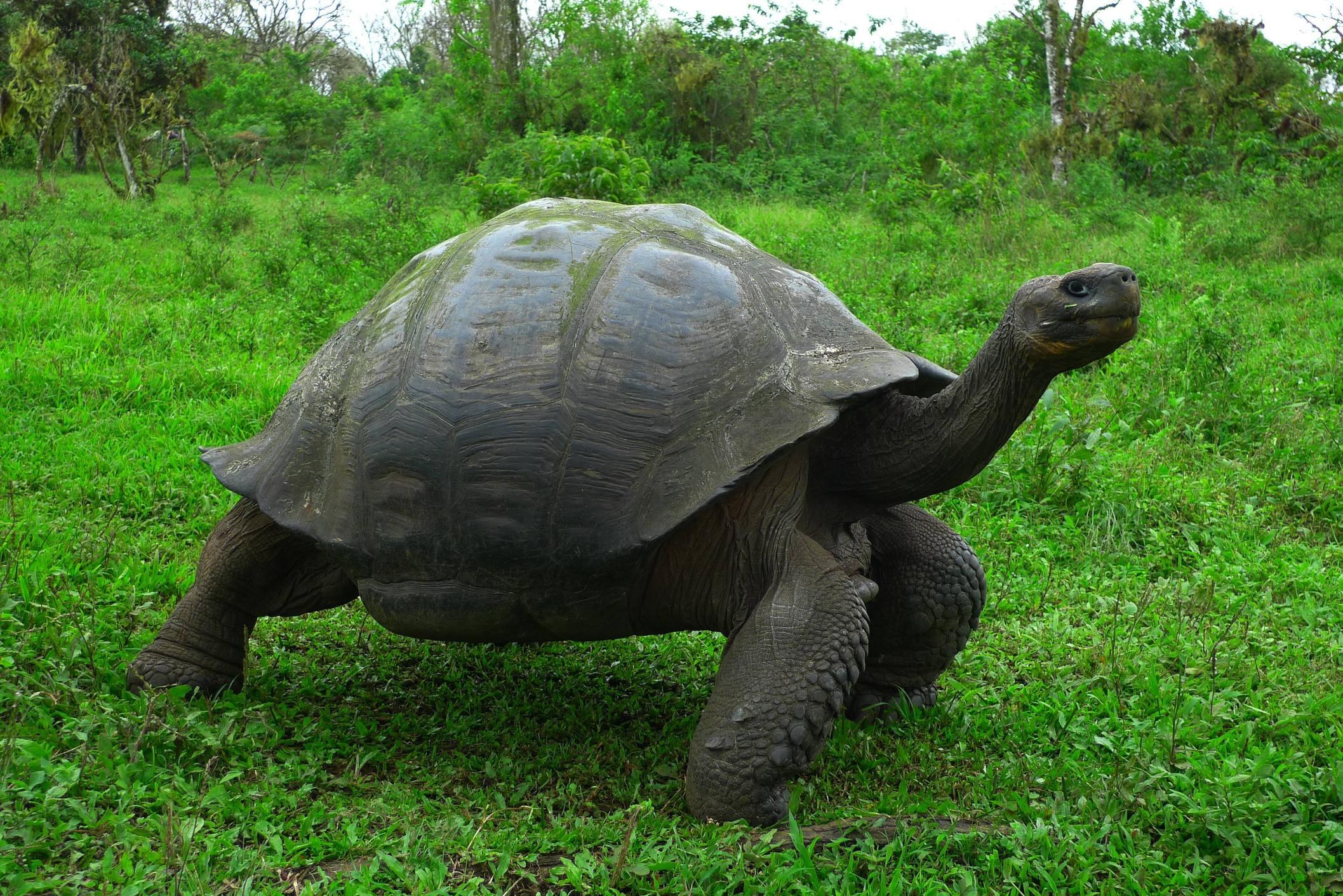 giant tortoise in grassy field