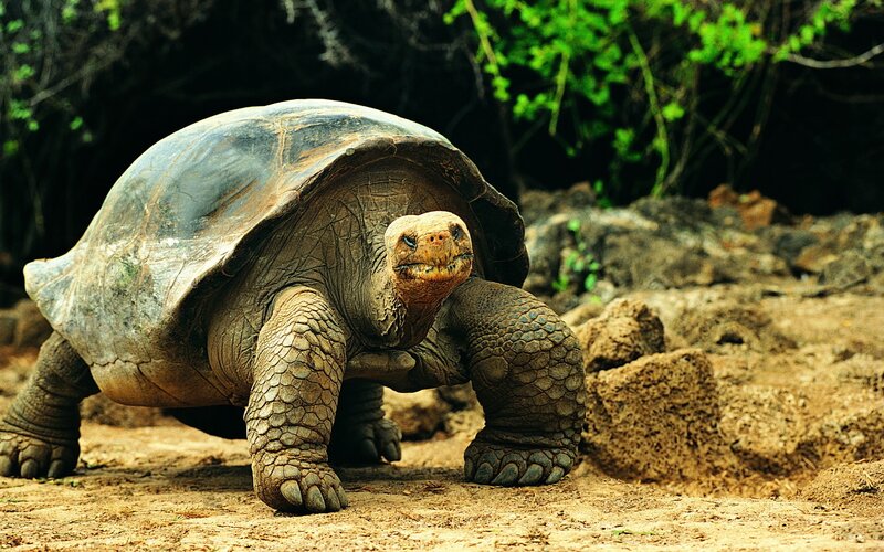 giant tortoise in natural habitat
