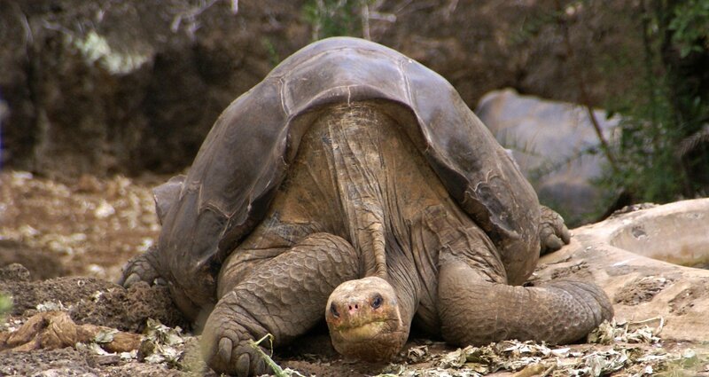 giant tortoise in natural habitat