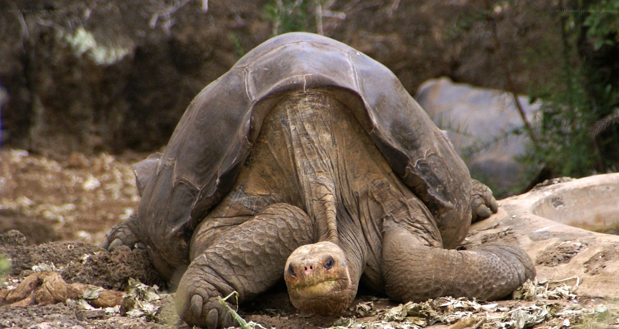 giant tortoise in natural habitat