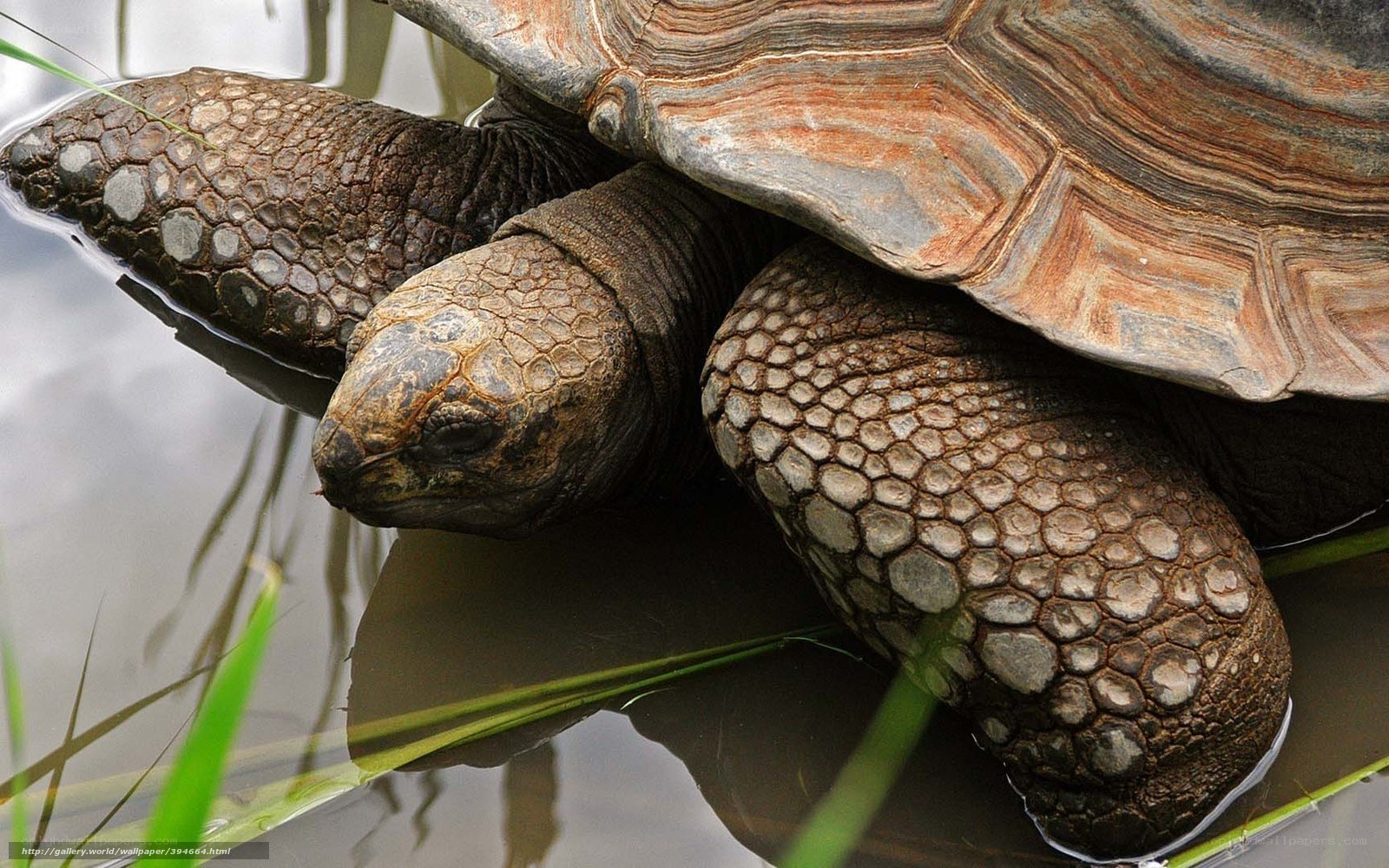 Giant tortoise in water