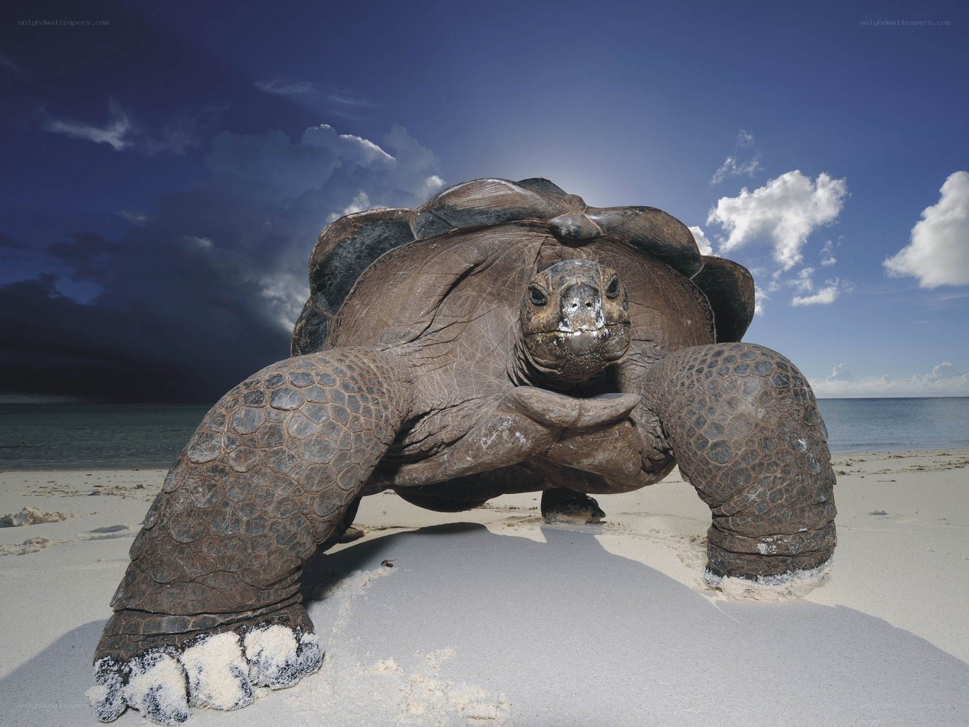 giant tortoise on a beach