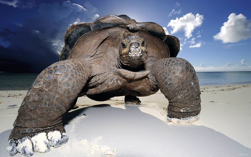 Giant Tortoise on Beach — Blue, Dramatic, Afternoon, Photograph, Ocean