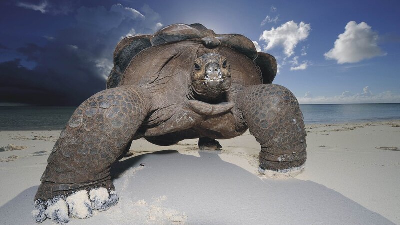 Giant Tortoise on Beach — Blue, Dramatic, Afternoon, Photograph