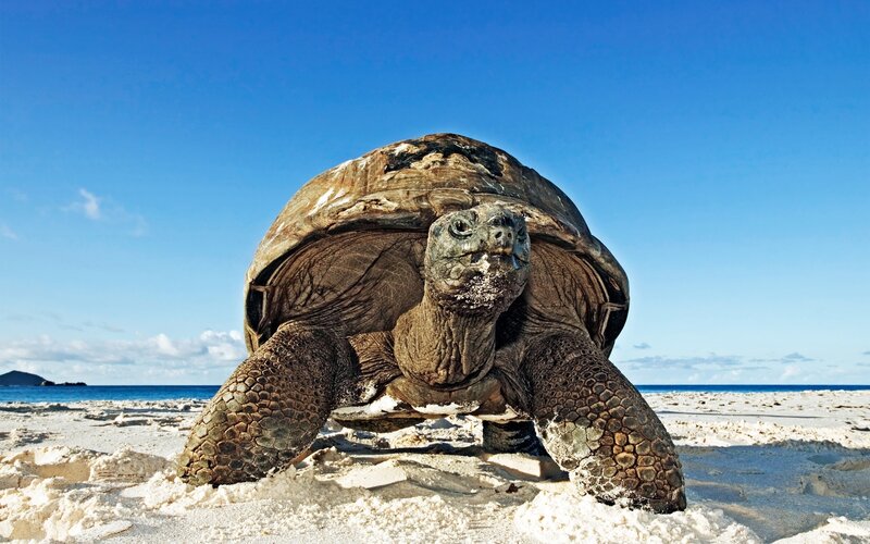 Giant Tortoise on Beach — Blue, Serene, Afternoon