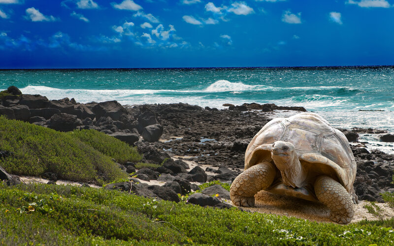 Giant Tortoise on Beach — Blue, Serene