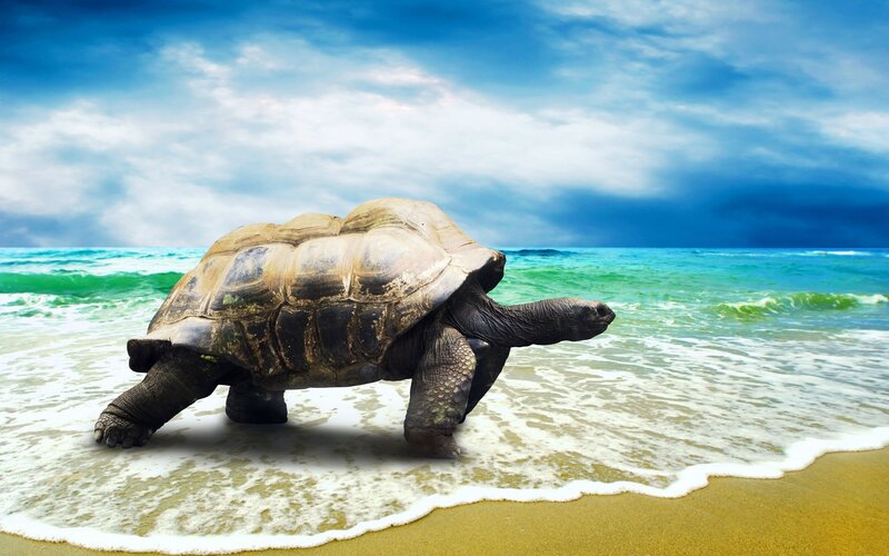 Giant Tortoise on Beach — Blue