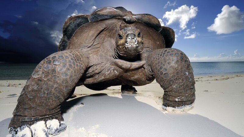 Giant Tortoise on Beach — Brown, Dramatic