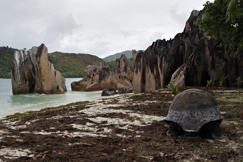 Giant Tortoise on Beach — Brown, Serene