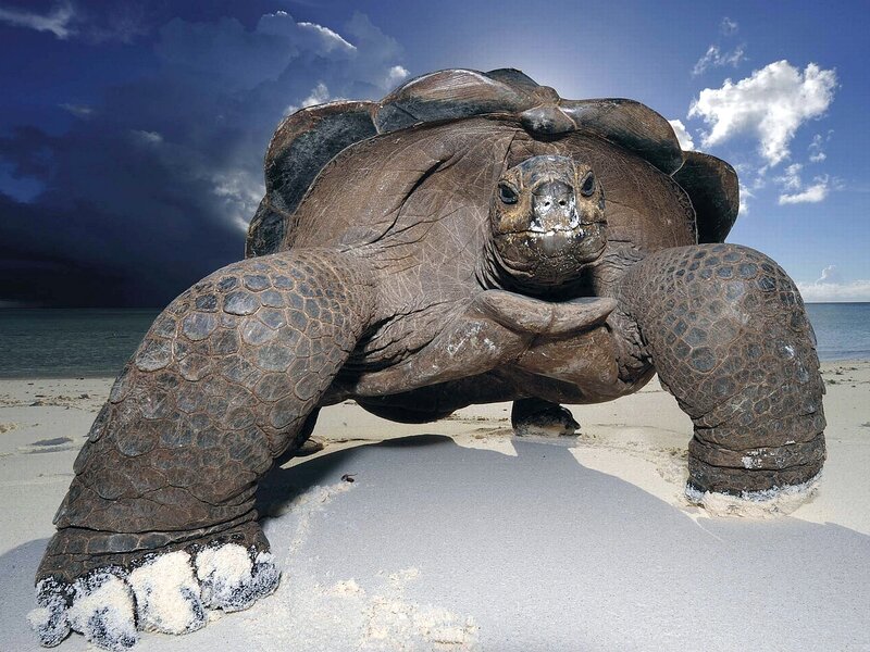 Giant Tortoise on Beach — Brown