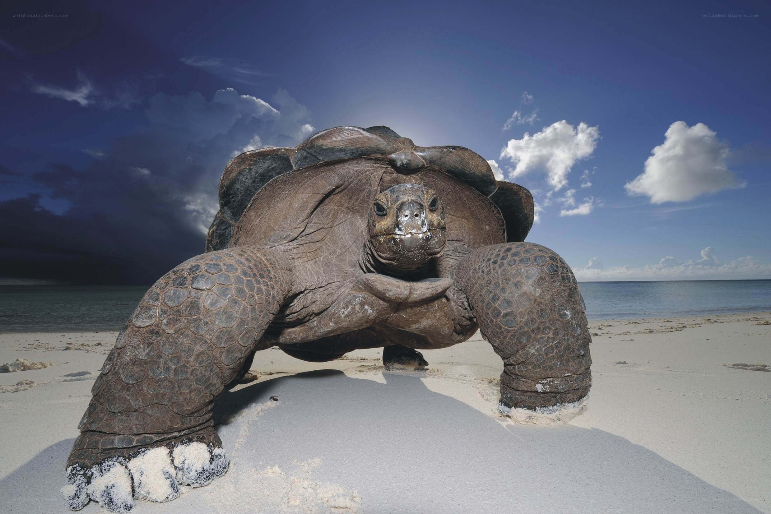 giant tortoise on beach