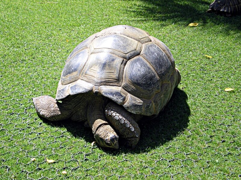 giant tortoise on grass