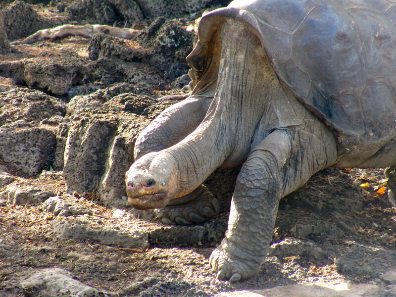 Giant Tortoise on Rocks