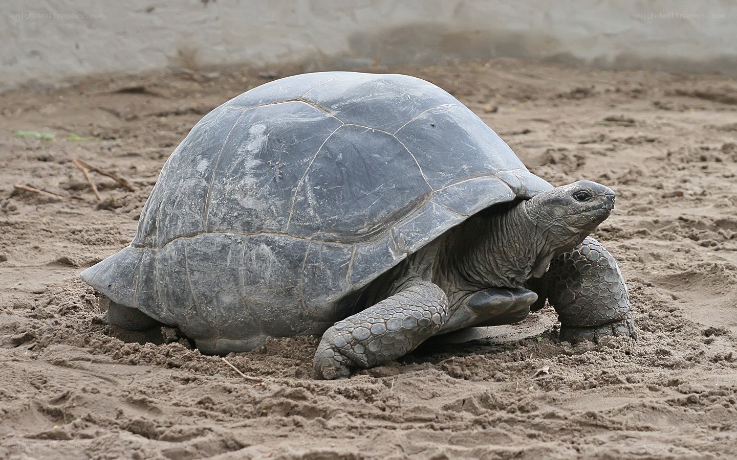 giant tortoise on sandy ground