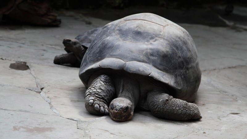 giant tortoise on stone