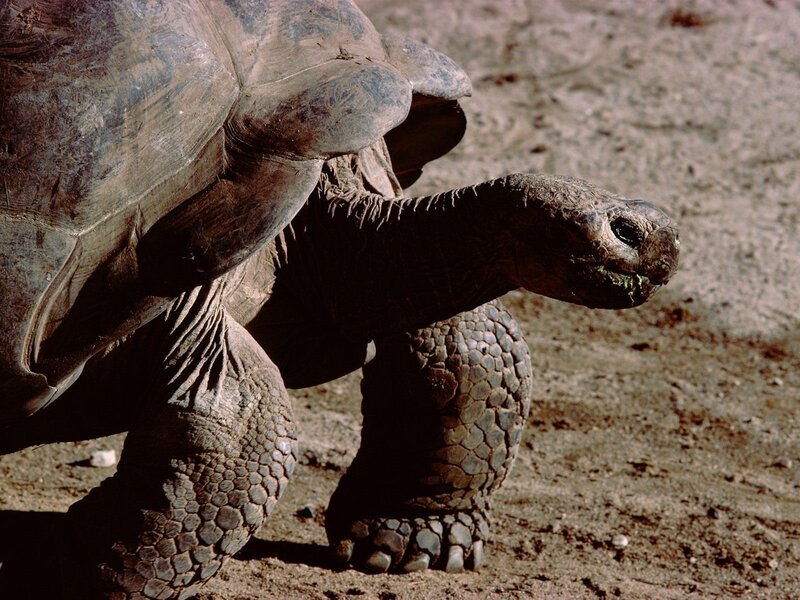 Giant Tortoise Walking