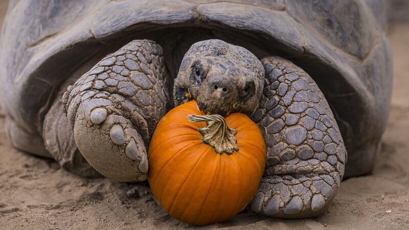 Giant Tortoise with Pumpkin