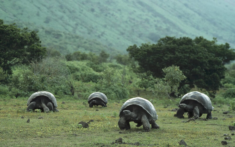Giant tortoises in a grassy field