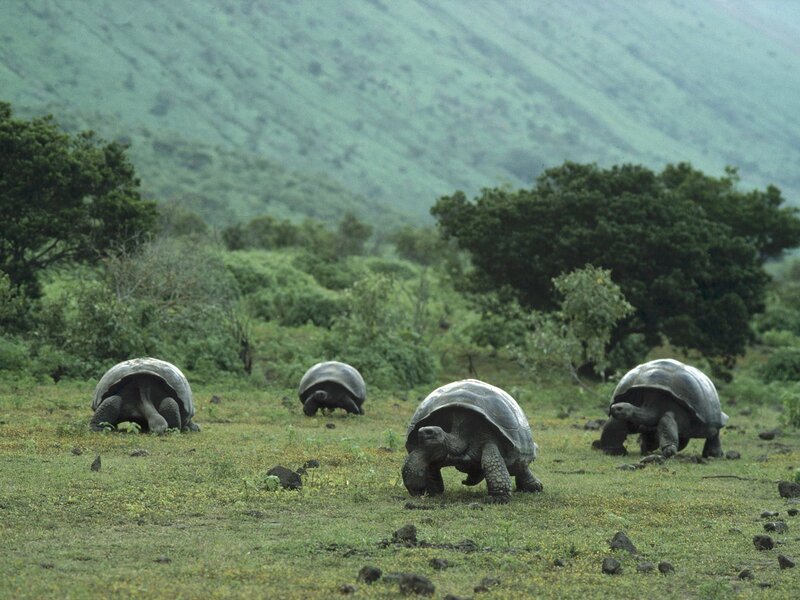Giant tortoises in a lush landscape