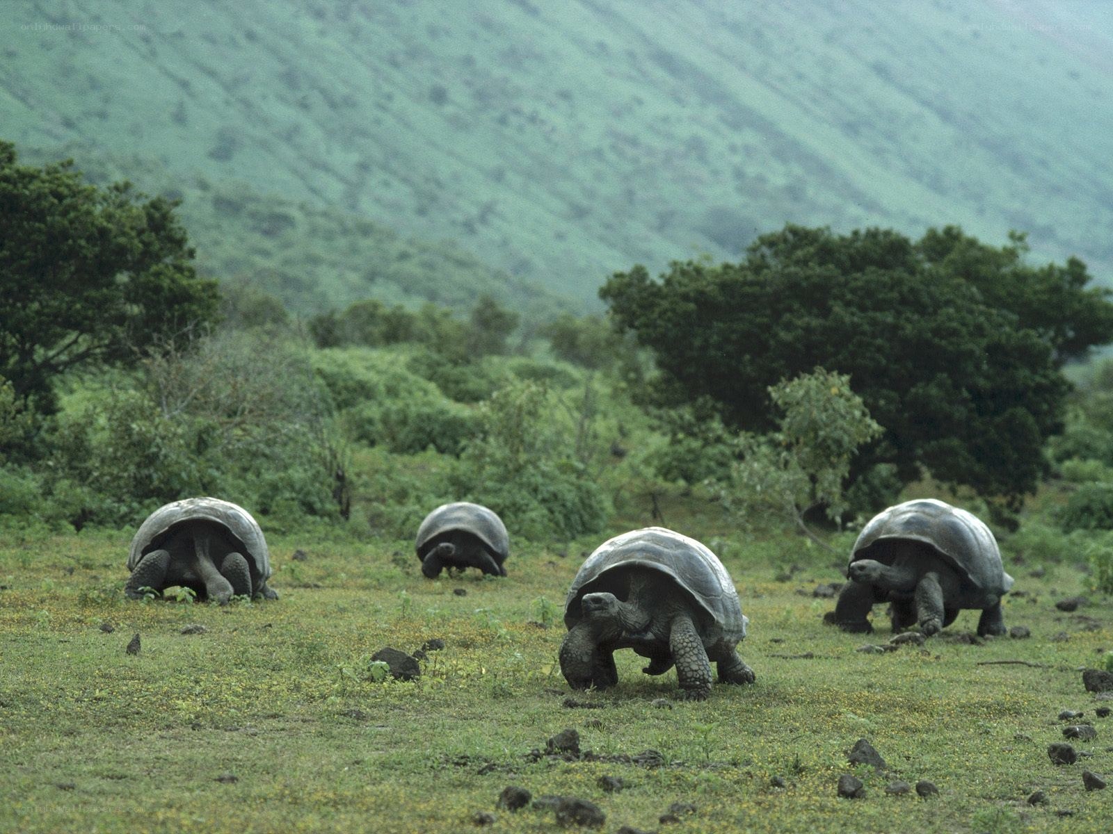 Giant tortoises in a lush landscape