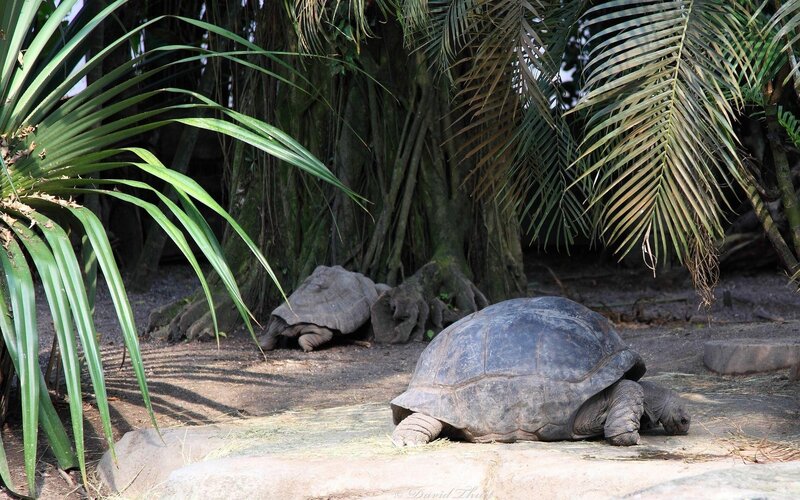 Giant tortoises in a tropical enclosure