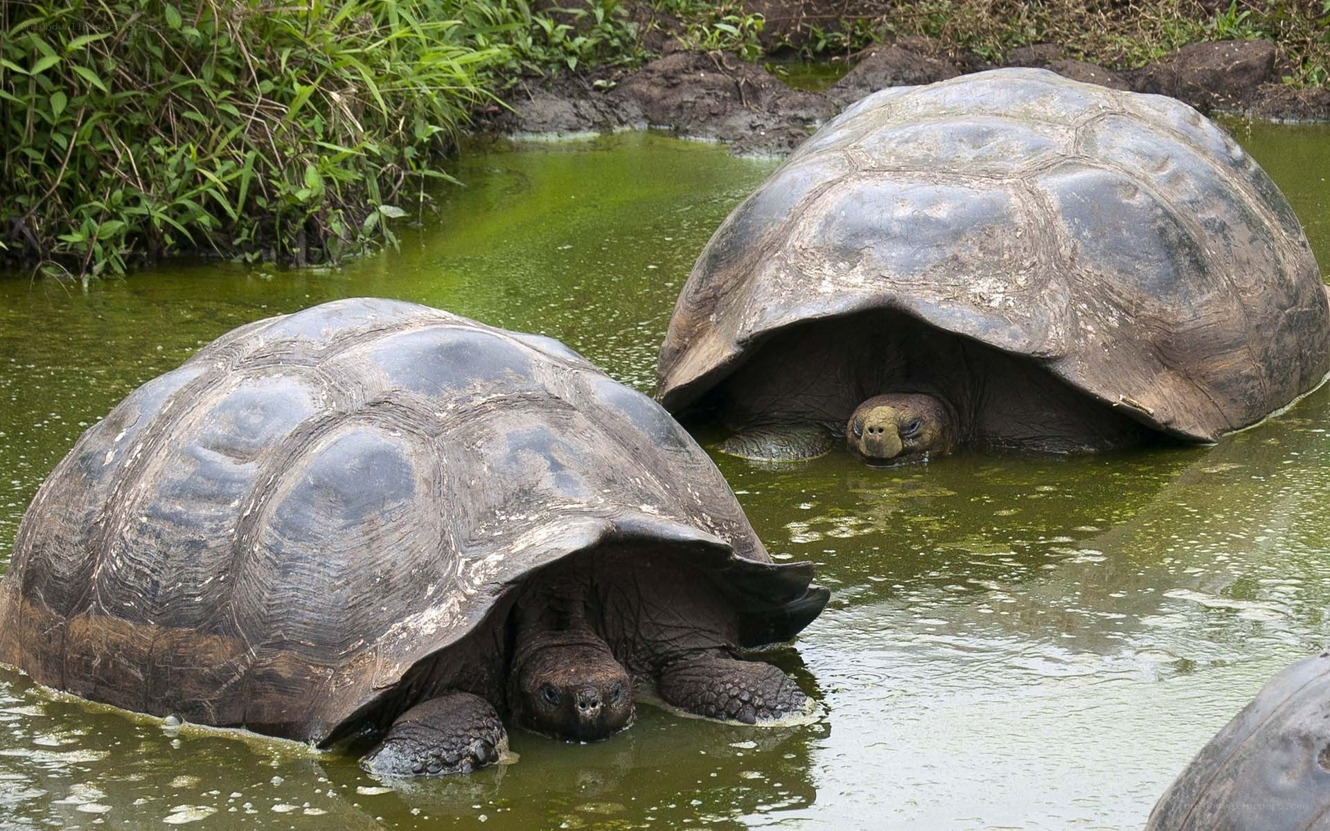 giant tortoises in water