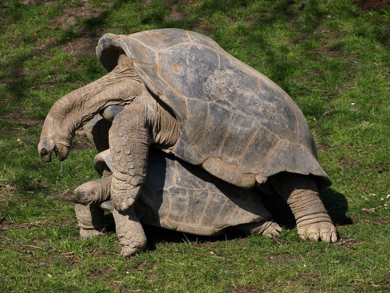 Giant tortoises mating